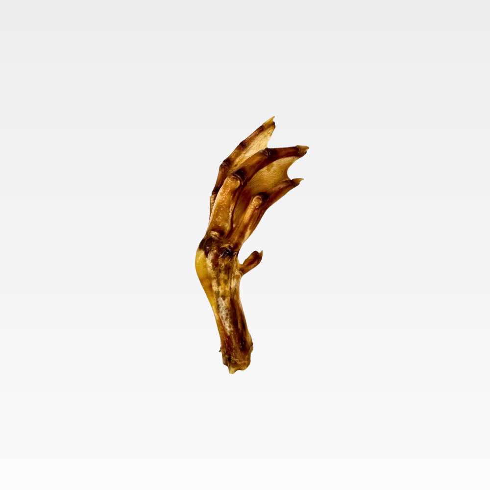 A single dried duck foot chew on a white background